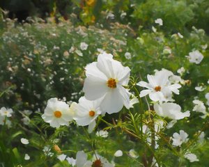 The White Garden
